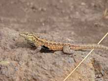 Small lizards run around